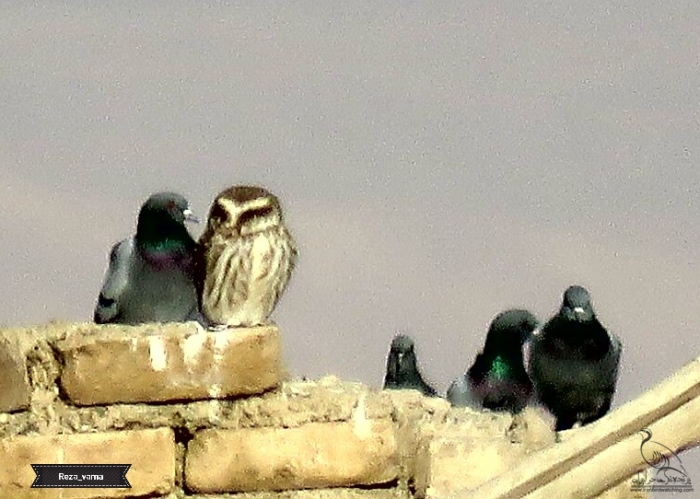پرنده نگری در ایران - جغد شانه به شانه ی کبوتر