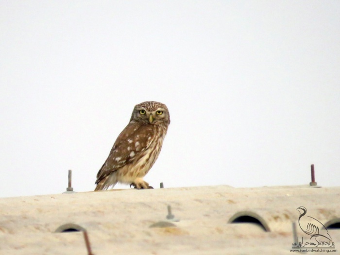 پرنده نگری در ایران - Little Owl