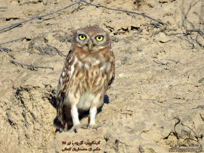 پرنده نگری در ایران - جغد کوچک - Little Owl