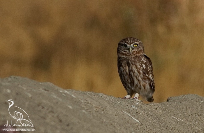 پرنده نگری در ایران - جغد کوچک  (Little Owl)