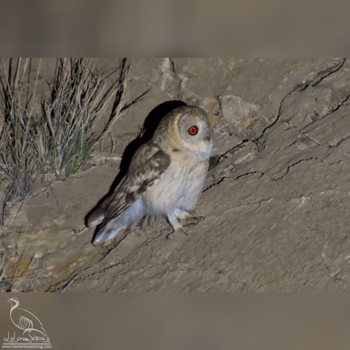 پرنده نگری در ایران - جغد عمانی