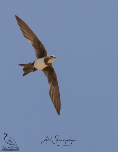 پرنده نگری در ایران - بادخورک کوهی