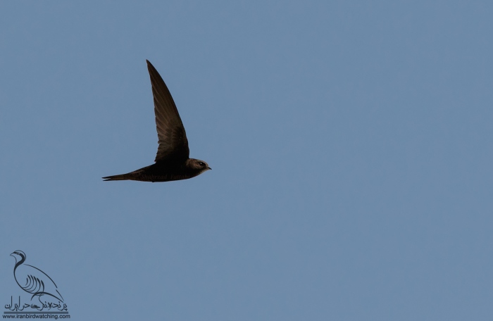 پرنده نگری در ایران - Common Swift