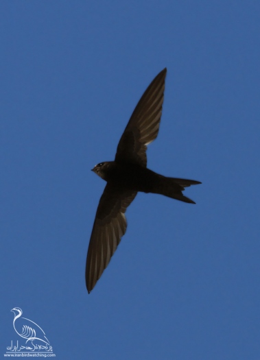 پرنده نگری در ایران - بادخورک معمولی