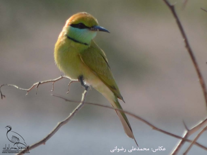 پرنده نگری در ایران - زنبورخوار سبز