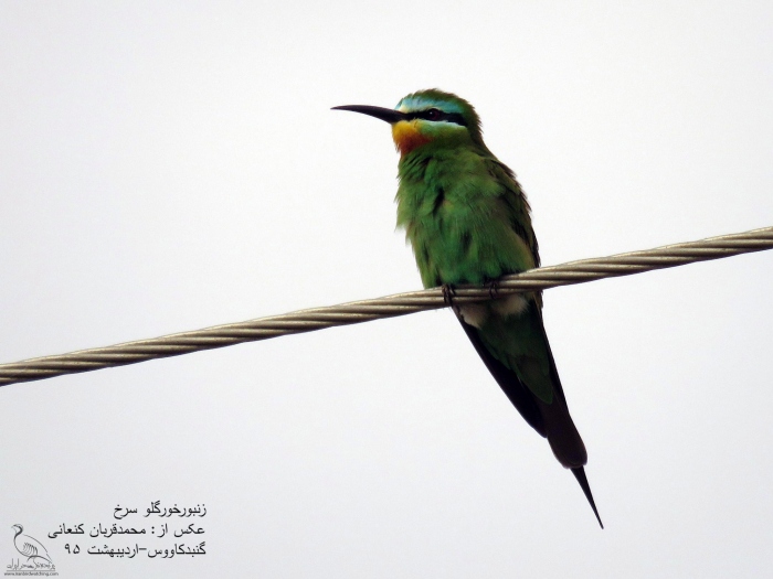 پرنده نگری در ایران - زنبور خور گلو خرمایی (Blue-cheeked Bee-eater)