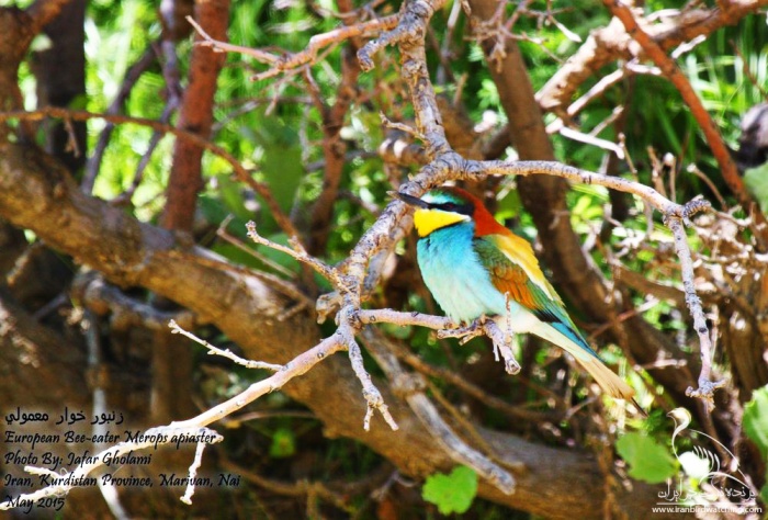 پرنده نگری در ایران - European Bee-eater