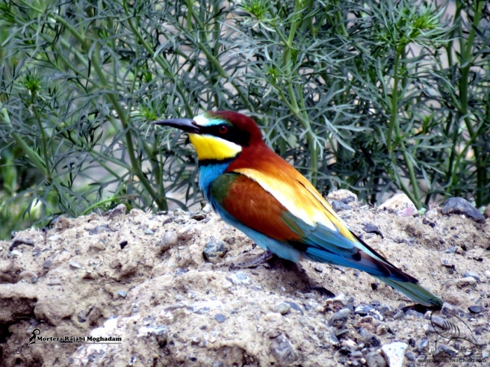 پرنده نگری در ایران - زنبور خوار معمولی
