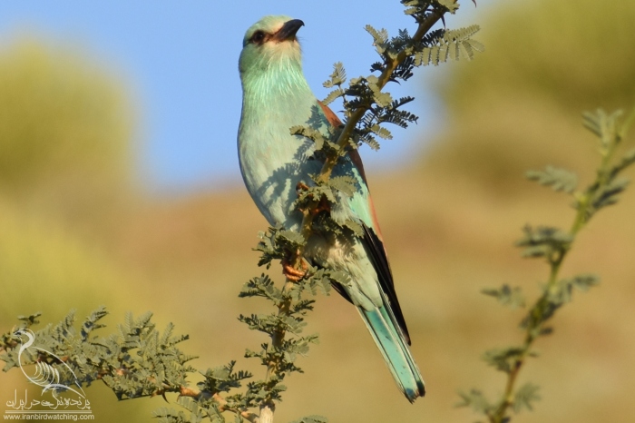 پرنده نگری در ایران - سبزقبای معمولی