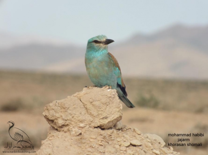 پرنده نگری در ایران - سبز قبا