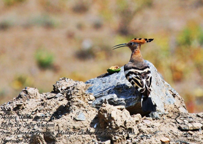پرنده نگری در ایران - Hoopoe