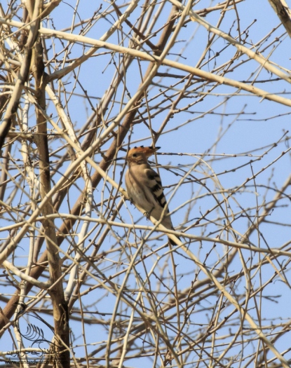 پرنده نگری در ایران - شانه به سر