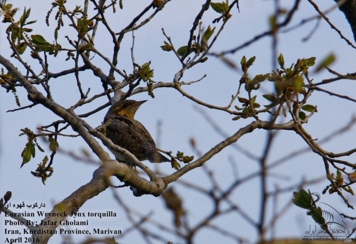پرنده نگری در ایران - Eurasian Wryneck