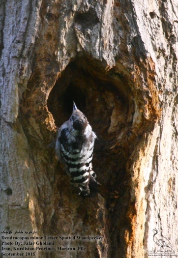پرنده نگری در ایران - Lesser Spotted Woodpecker