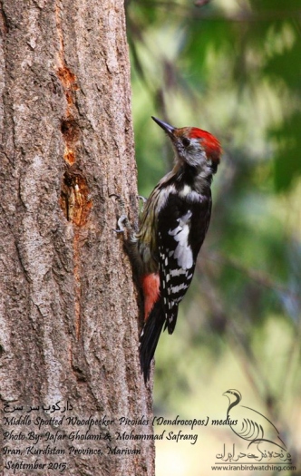 پرنده نگری در ایران - Middle Spotted Woodpecker