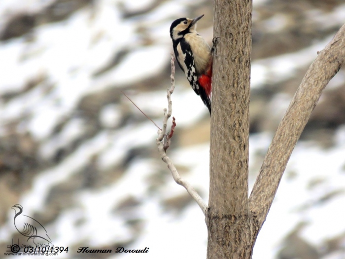پرنده نگری در ایران - دارکوب باغی - Syrian Woodpecker