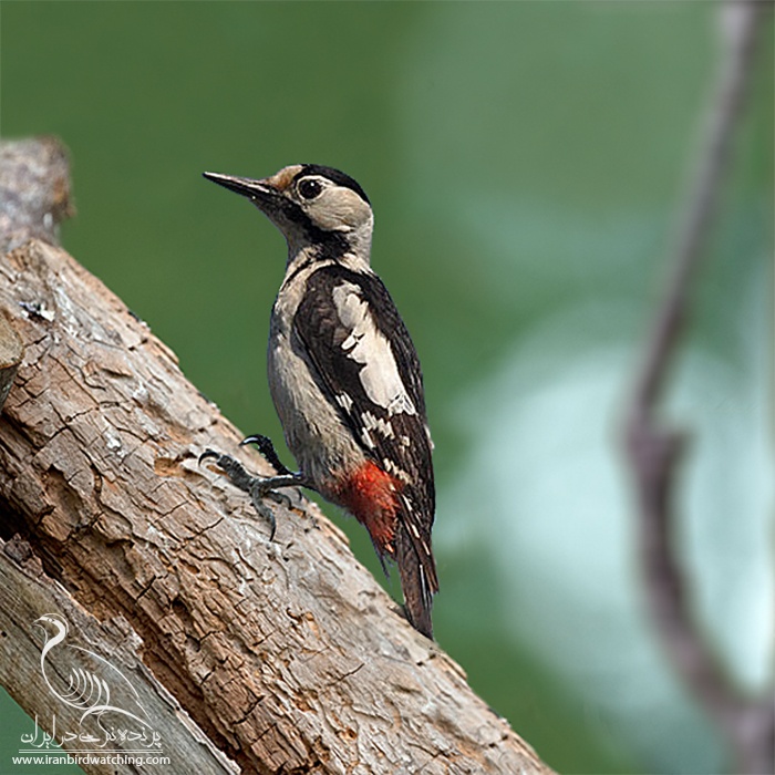 پرنده نگری در ایران - Syrian Woodpecker
