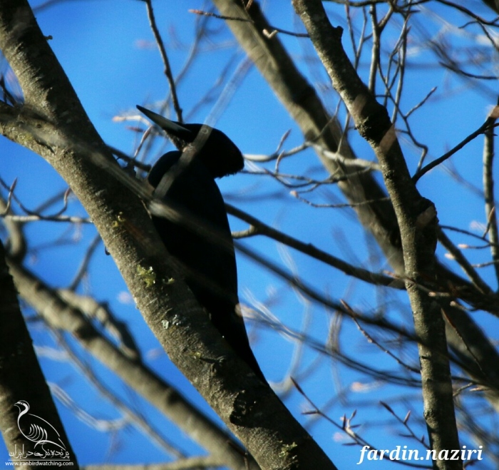 پرنده نگری در ایران - دارکوب سیاه