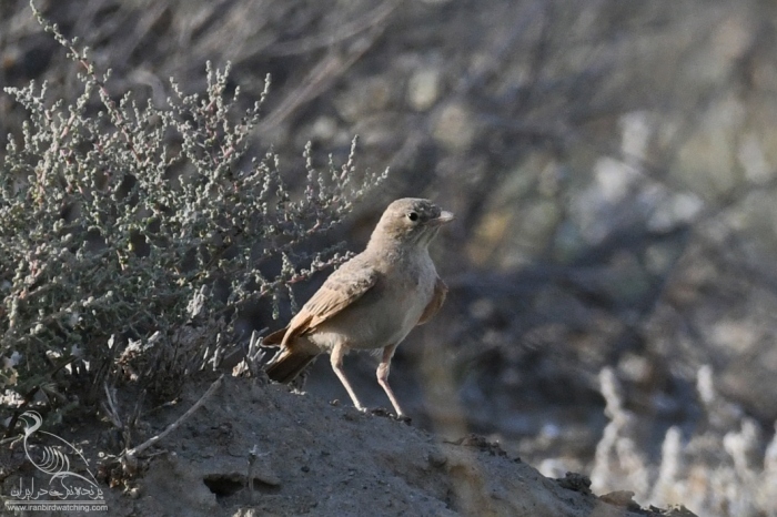 پرنده نگری در ایران - چکاوک سنگلاخ