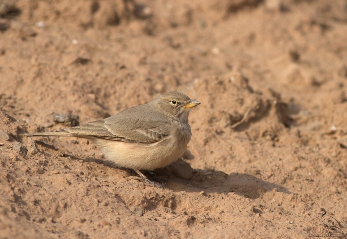 پرنده نگری در ایران - Desert Lark