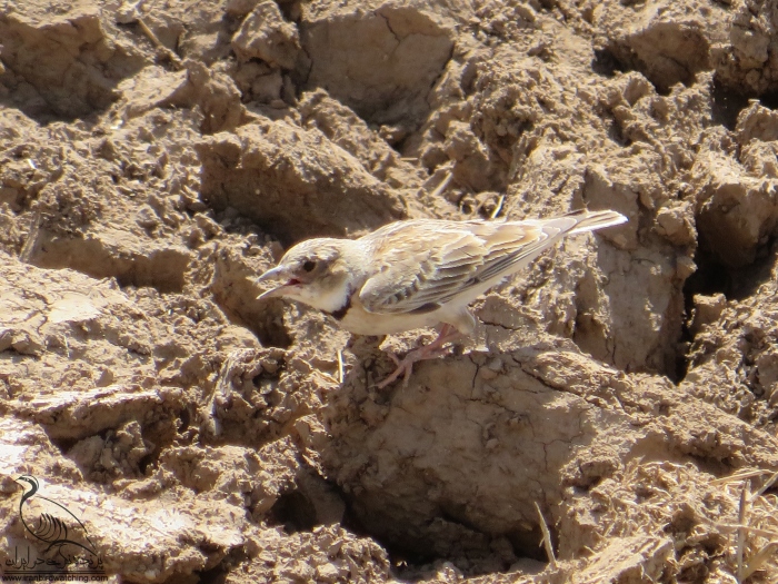 پرنده نگری در ایران - چکاوک گندمزار