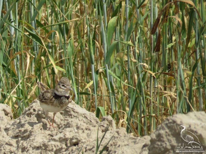 پرنده نگری در ایران - Calandra Lark
