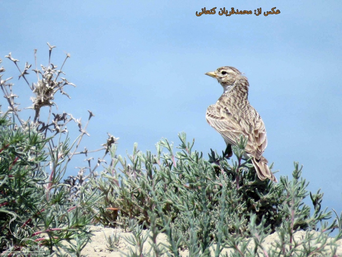 پرنده نگری در ایران - چکاوک پنجه کوتاه کوچک