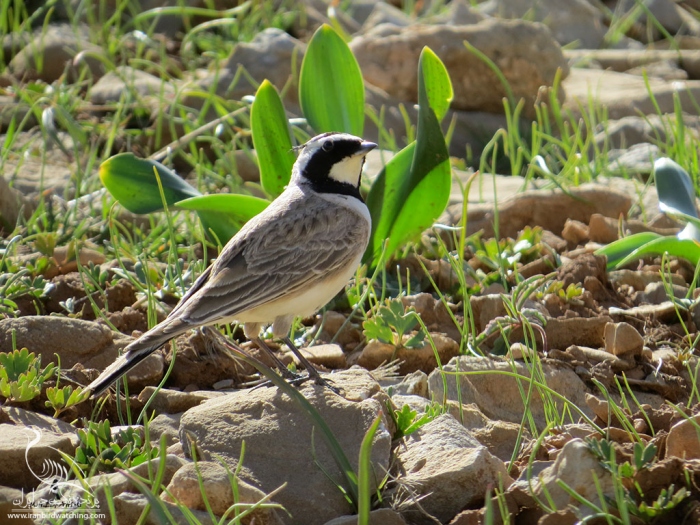 پرنده نگری در ایران - چکاوک شاخدار
