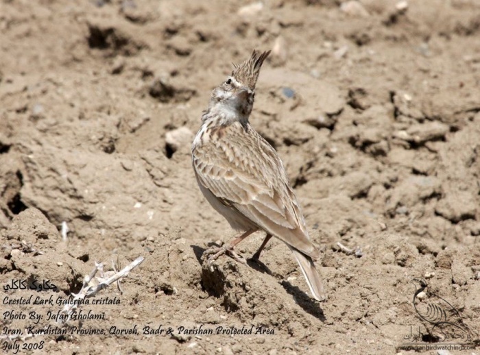 پرنده نگری در ایران - Crested Lark