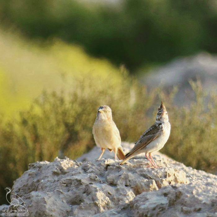 پرنده نگری در ایران - چکاوک کاکلی و لیکوی معمولی