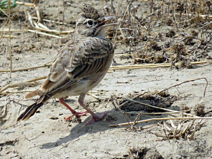 پرنده نگری در ایران - چکاوک کاکلی(Crested Lark)