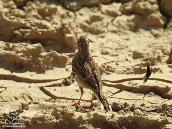 پرنده نگری در ایران - چکاوک