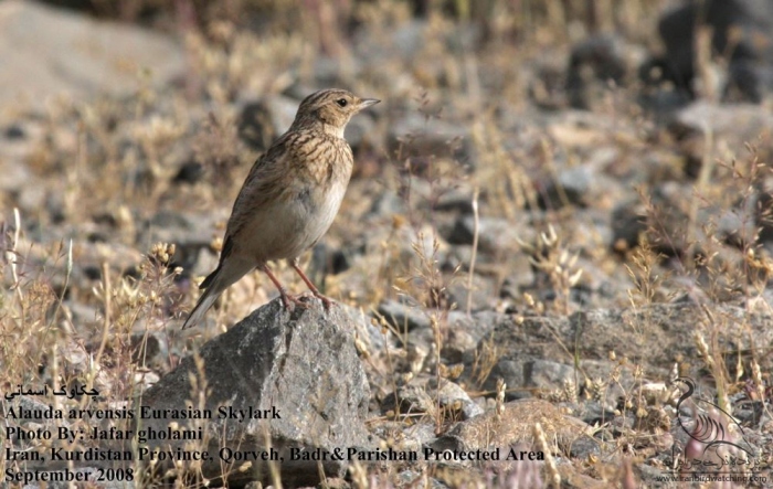پرنده نگری در ایران - Eurasian Skylark