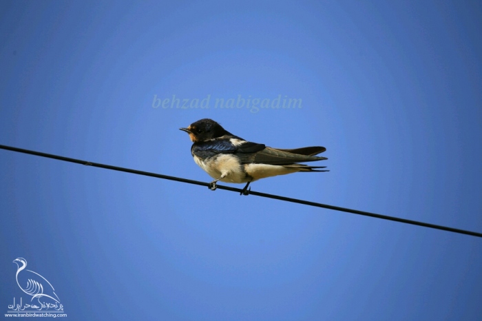 پرنده نگری در ایران - پرستو