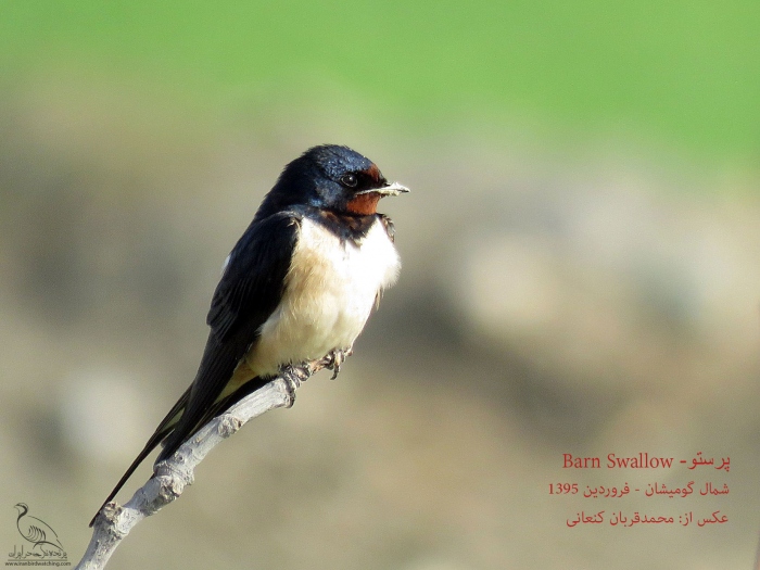 پرنده نگری در ایران - پرستو (Barn Swallow)
