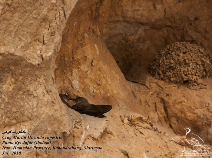 پرنده نگری در ایران - Crag Martin