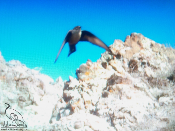 پرنده نگری در ایران - چلچله صخره ای