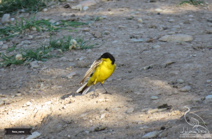 پرنده نگری در ایران - دمجنبانک شکم زرد