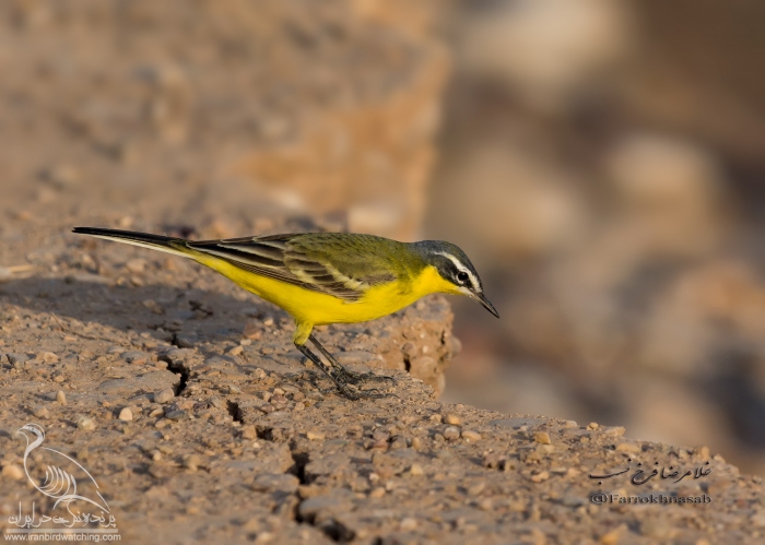 پرنده نگری در ایران - دم جنبانک شکم زرد