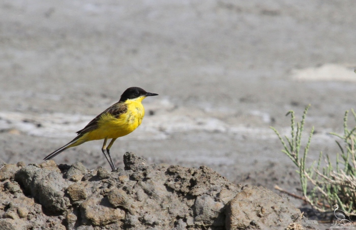 پرنده نگری در ایران - زرد
