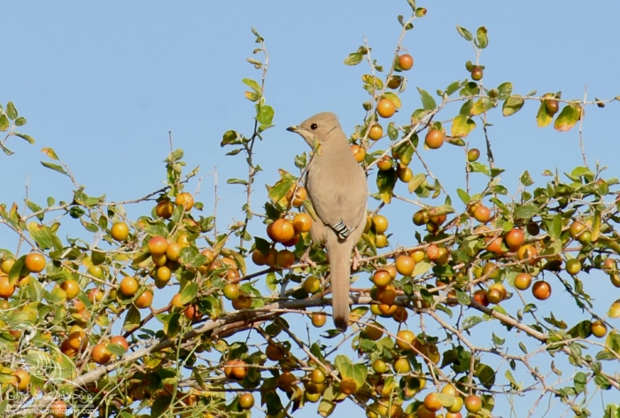 پرنده نگری در ایران - میوه خور