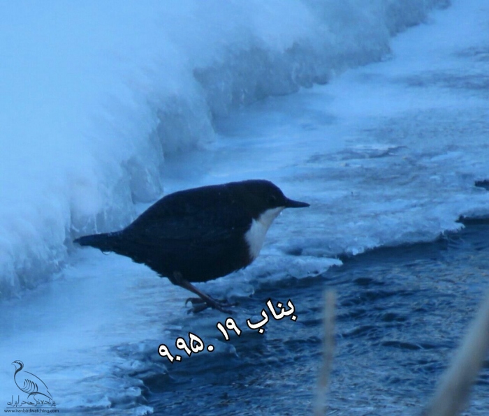 پرنده نگری در ایران - زیرآبروک