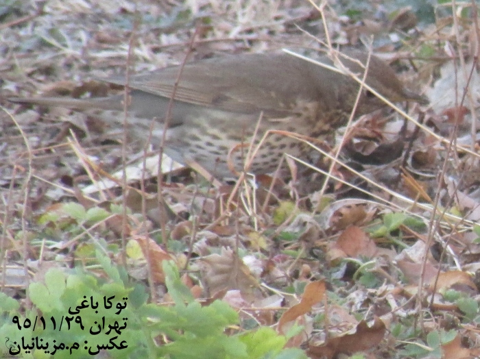 پرنده نگری در ایران - توکای باغی