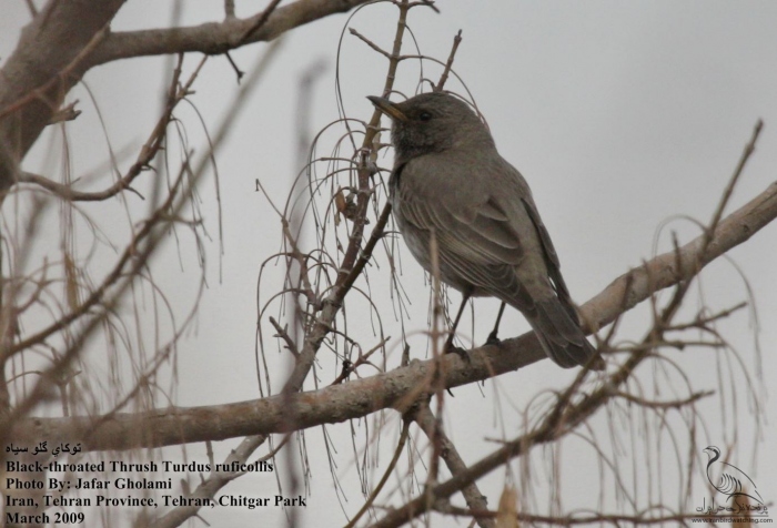 پرنده نگری در ایران - Black-throated Thrush