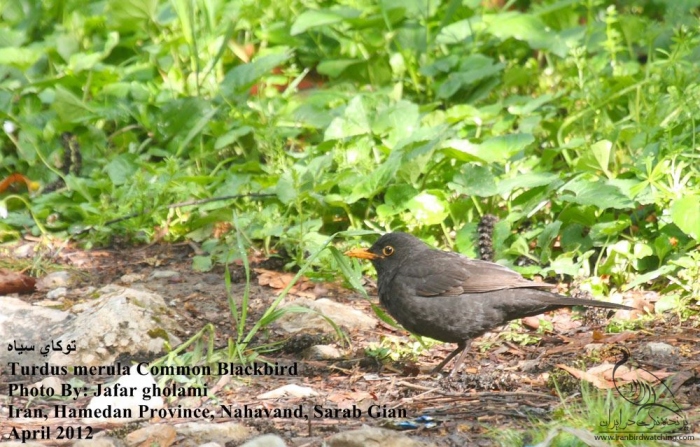 پرنده نگری در ایران - Common Blackbird