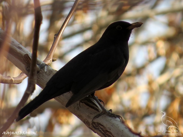 پرنده نگری در ایران - توکای سیاه