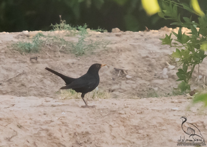 پرنده نگری در ایران - توکای سیاه
