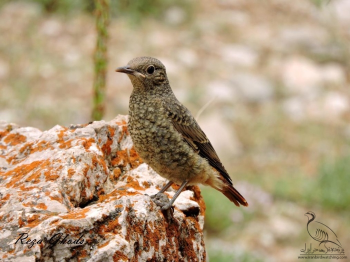 پرنده نگری در ایران - طرقه کوهی