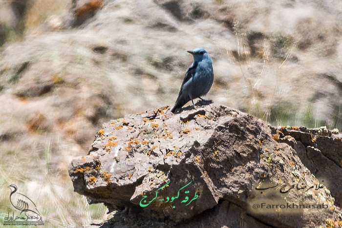 پرنده نگری در ایران - طرقه کبود (بنفش)
