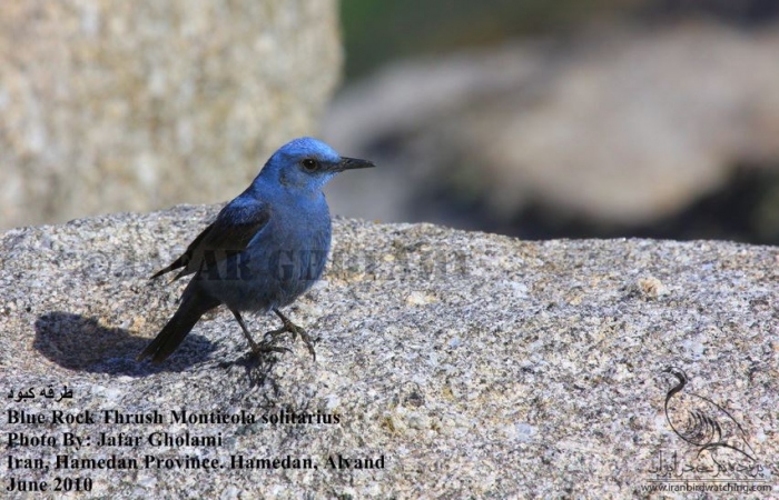 پرنده نگری در ایران - Blue Rock Thrush